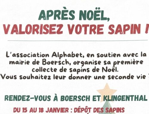 Collecte de sapins de Noël