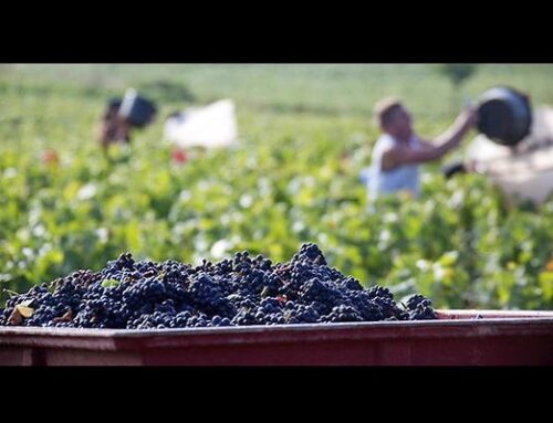 Circulation dans les vignes durant les vendanges